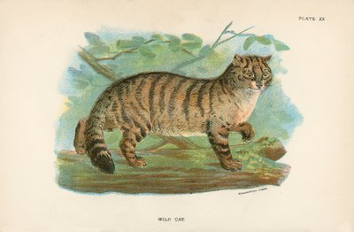Wilde Kat door English School