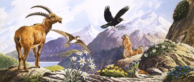 Wilde dieren in Centraal-Europa, illustratie uit 
