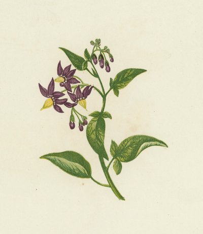 Bitterzoet, Solanum Dulcamara door English School
