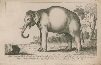 Jonge mannelijke olifant door English School