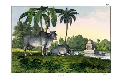 Zebu door English School