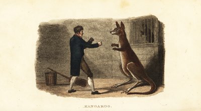 Dierenverzorger bokst met een mannelijke kangoeroe in de Exeter Exchange dierentuin, Londen door English School