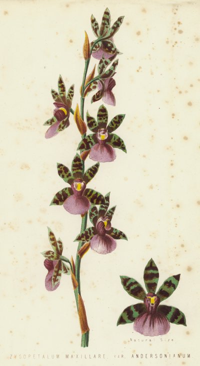 Zygopetalum Maxillare, Var Andersonianum door English School