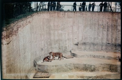 Whipsnade Zoo, Whipsnade, Midden-Bedfordshire, Midden-Bedfordshire, Verenigd Koninkrijk door Eric Maybank