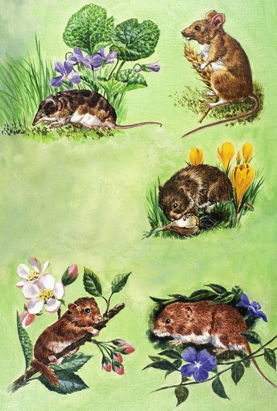 Muizen, woelmuizen en spitsmuizen door Eric Tansley