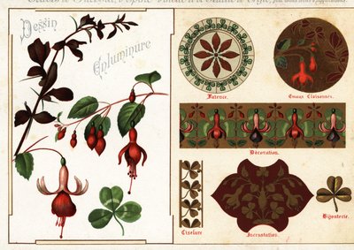 Afbeeldingen van fuchsia en berberis uit manuscripten door Ernest Guillot