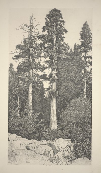 Baby Sequoia door Ernest Haskell