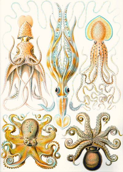 Voorbeelden van verschillende Cephalopoden 