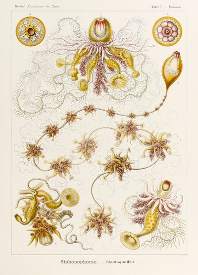 Epibulia Siphonophorae, plaat 7 uit 