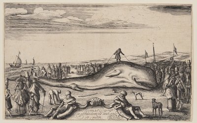 Beached Sperm Whale at Noordwijk door Esaias van den Velde I