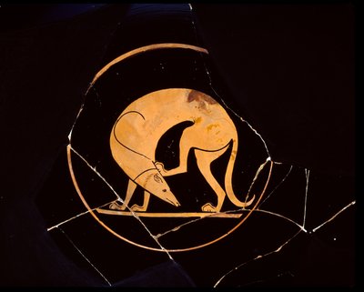 Attische roodfigurige beker van hond die zijn oor krabt met een achterpoot, binnen tondo, 5e eeuw v.Chr. door Euergides painter
