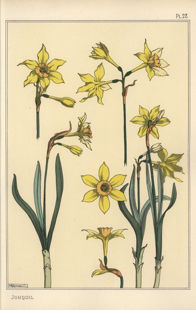Botanische illustratie van de narcis, Narcissus jonquilla, met delen van de bloem door Eugene Grasset