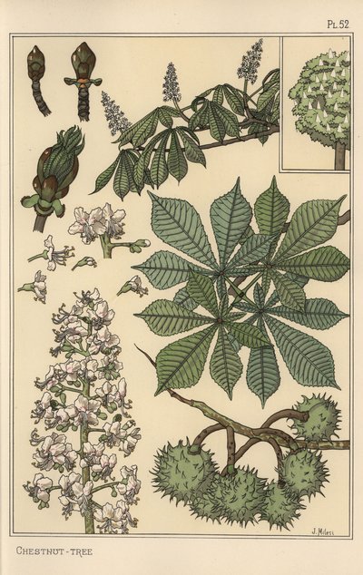Kastanjeboom botanische studie door Eugene Grasset