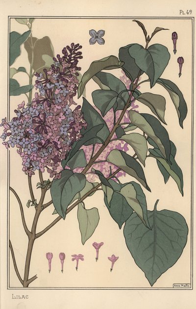 Botanische studie van sering door Eugene Grasset