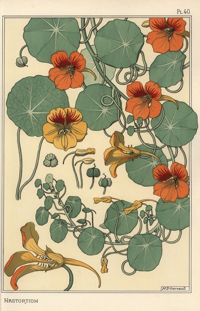 Nasturtium botanische studie door Eugene Grasset