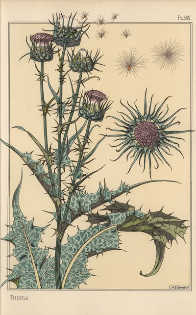 Distel botanische studie door Eugene Grasset