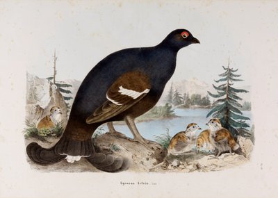 Afbeelding van de kleine korhoen of korhoen door Eugenio Bettoni
