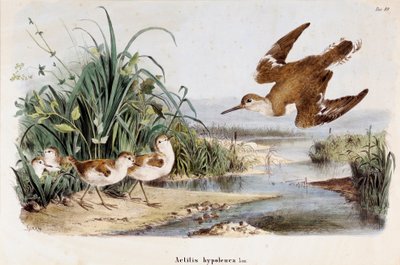 Voorstelling van de Becassine Chevalier guignette (Actitis hypoleuca) (Chromolithografie) door Eugenio and Dressler Oscar  Bettoni