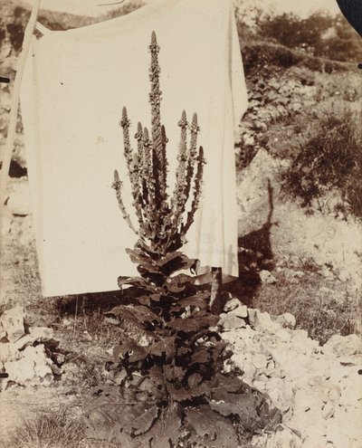 Bloeiende toorts door Eugène Atget