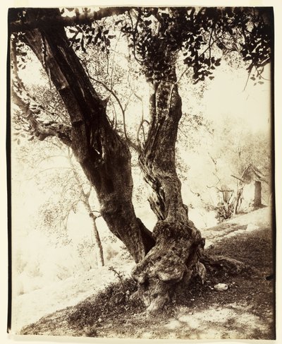 Olivier, Nice, ca. 1900 door Eugène Atget