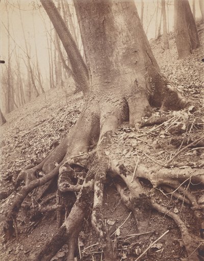 Bomen en Wortels door Eugène Atget