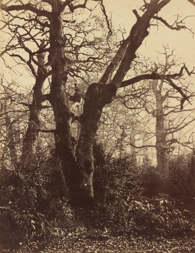 Boomstudie, Fontainebleau door Eugène Cuvelier