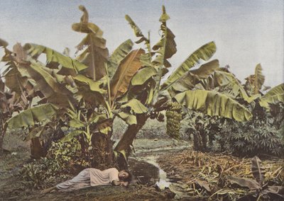 Bananenboom en maniok door European Photographer