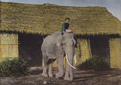 Olifant aan het Werk door European Photographer