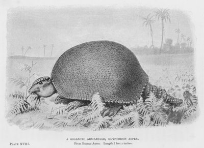 Een gigantische gordeldier, Glyptodon Asper door European School