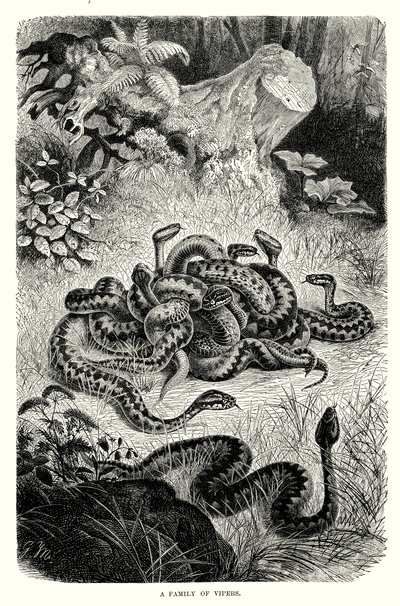 Een familie adders (gravure) door European School