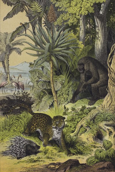 Dieren en planten van Equatoriaal-Guinea door European School