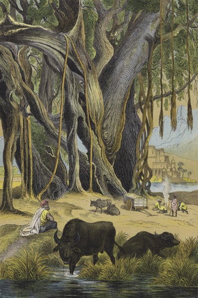 Dieren en planten van India door European School