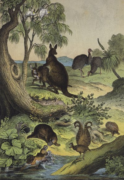 Dieren en planten van het Australische binnenland door European School