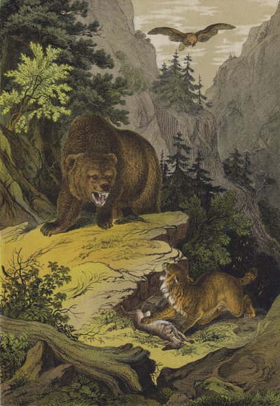 Dieren en planten van de Rocky Mountains van Noord-Amerika door European School