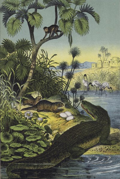 Dieren en planten van de Vallei van de Nijl door European School