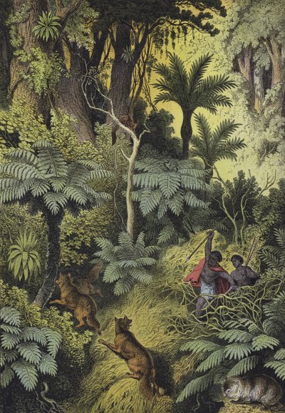 Dieren en planten van de kustbossen van Australië door European School