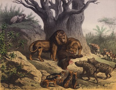 Dieren van de Kaap de Goede Hoop door European School