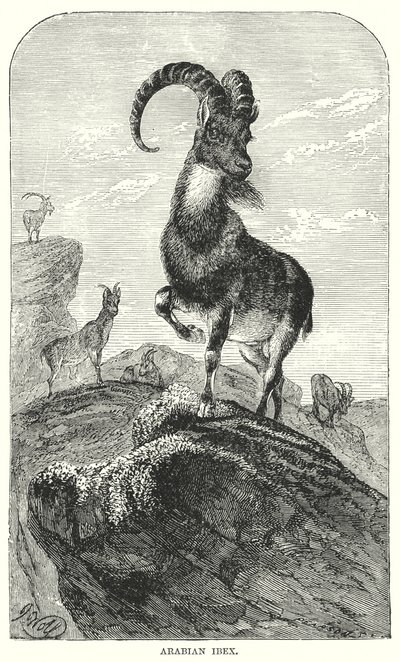 Arabische steenbok (gravure) door European School