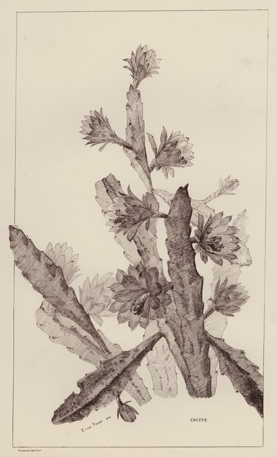 Cactus (litho) door European School