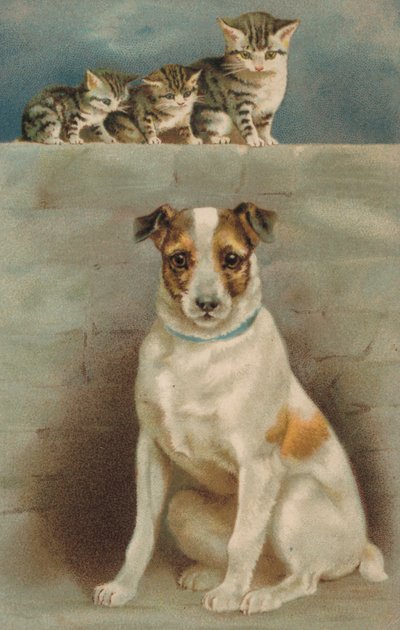 Katten die een hond observeren door European School