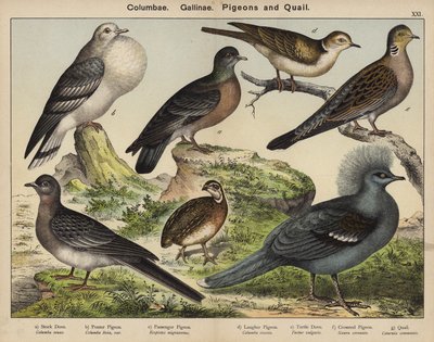 Columbae, Gallinae, Duiven en Kwartels door European School