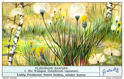 Cottongrass (Eriophorum vaginatum) (chromolitho) door European School