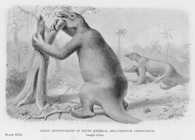 Grote grondluiaard van Zuid-Amerika, Megatherium Americanum (litho) door European School