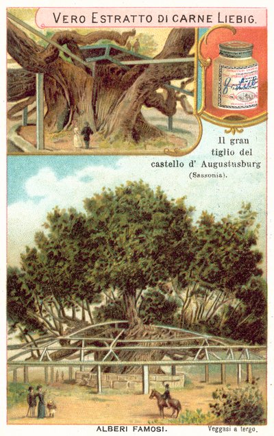 Grote lindeboom op het terrein van de Augustusburg Jachthuis, Saksen, Duitsland door European School