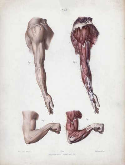 Illustratie voor De Anatomie van de Externe Vormen van de Mens: Mannelijke arm en handen door European School
