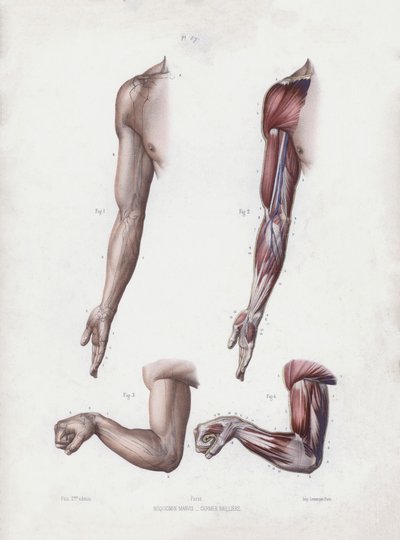 Illustratie voor De Anatomie van de Externe Vormen van de Mens: Mannelijke arm en handen door European School