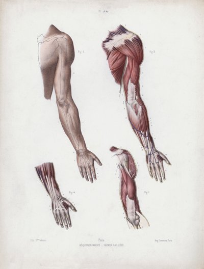 Illustratie voor De anatomie van de externe vormen van de mens: Mannelijke arm en handen door European School