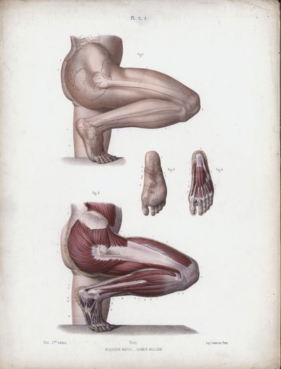 Illustratie voor De Anatomie van de Externe Vormen van de Mens: Mannelijk been en voet door European School