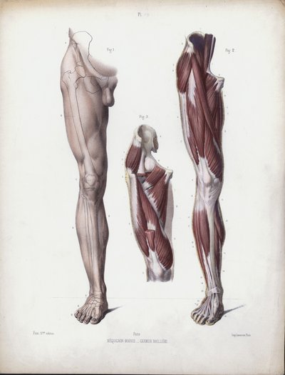 Illustratie voor De Anatomie van de Externe Vormen van de Mens: Mannelijk been, vooraanzicht door European School