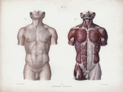 Illustratie voor De Anatomie van de Externe Vormen van de Mens: Mannelijke torso, vooraanzicht door European School